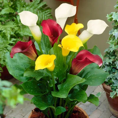 Мікс кал Подорож до краси фото