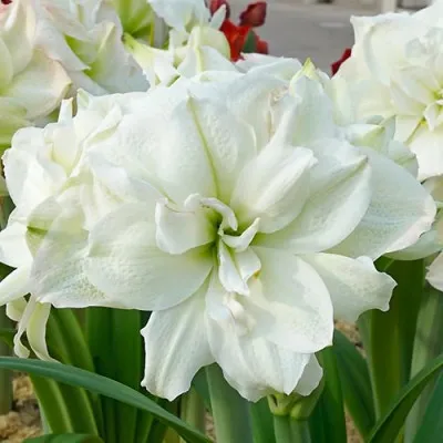 Амариліс Polar Belle (Гігантська квітка) фото
