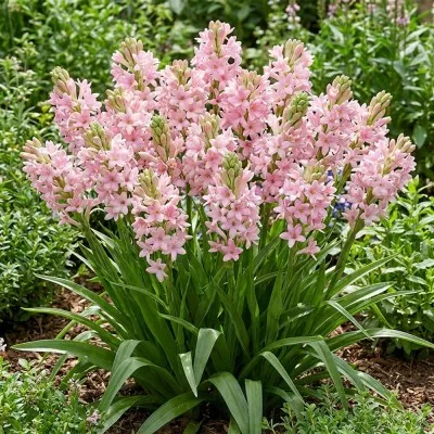 Поліантес (Тубероза) Pink Sapphire фото