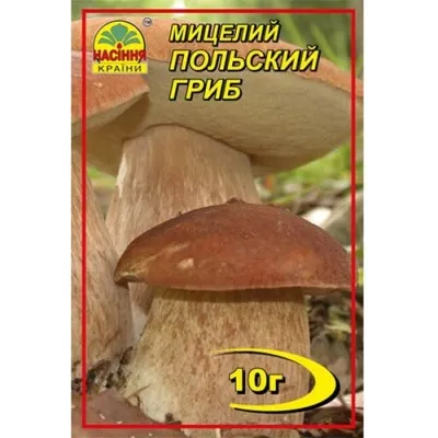 Польський гриб фото