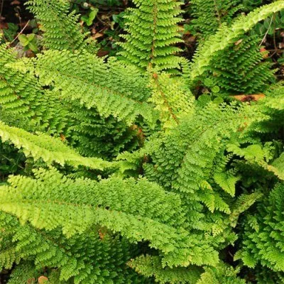 Багаторядник Plumoso-densum фото
