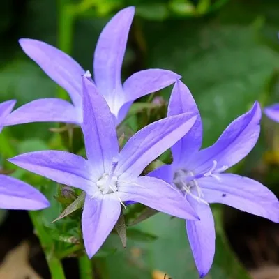 Кампанула Poscharskyana Blue фото