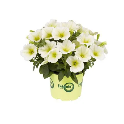 Петунія Potunia Popcorn фото