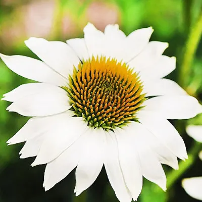 Ехінацея PowWow White фото