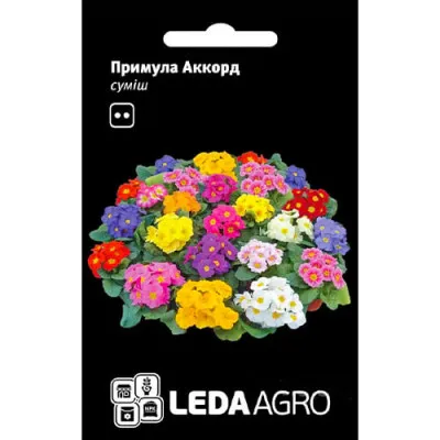Примула Аккорд, суміш фото
