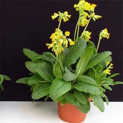 Примула Bright Deep Yellow фото