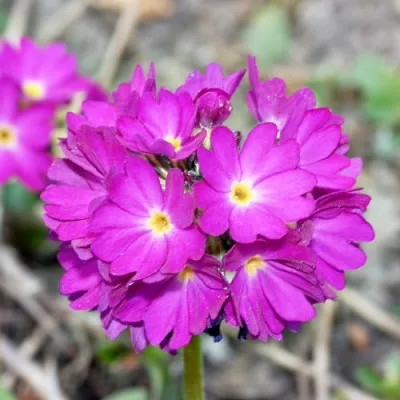 Примула Denticulata Rose (Дентікулята Роуз) фото
