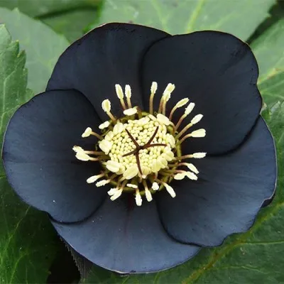 Морозник Prince Black фото