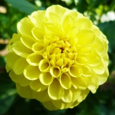 Жоржина Golden Torch фото