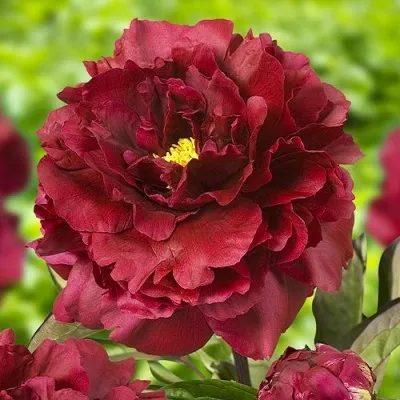 Півонія Black Beauty фото