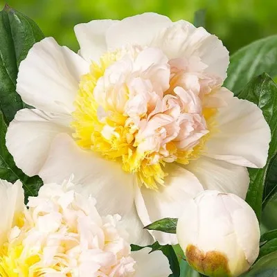 Півонія Honey Gold  фото