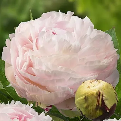 Півонія Madame Edouard Doriat фото