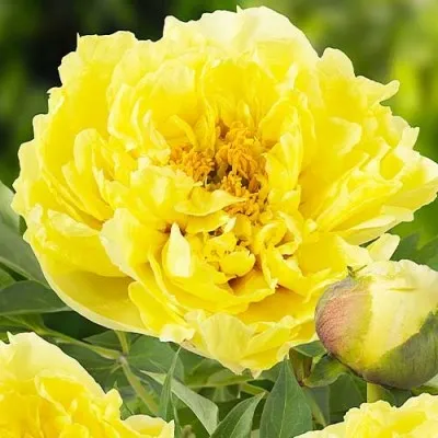 Півонія ITOH Yellow Crown фото