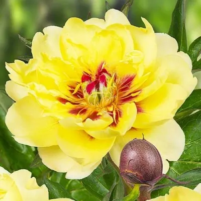 Півонія ITOH Yellow Waterlily 3-5 бруньок фото