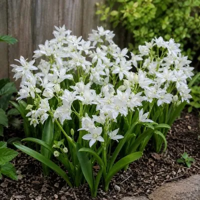 Проліска Siberica Alba фото
