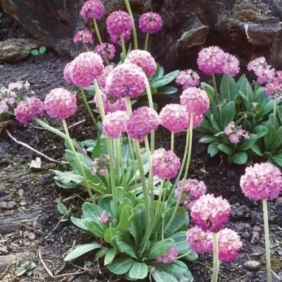 Примула Prom Lilac фото