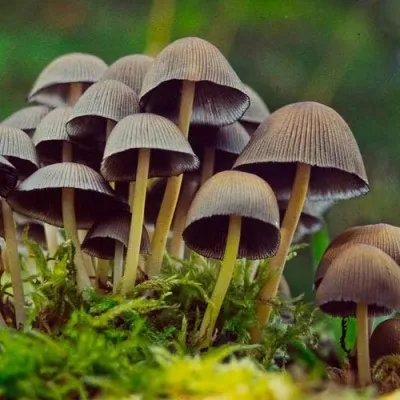 Галюциногенні гриби фото