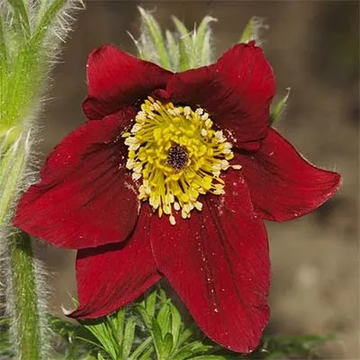 Сон-трава Dark Red Shades фото
