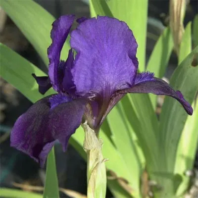 Ірис Pumila Little Shadow фото