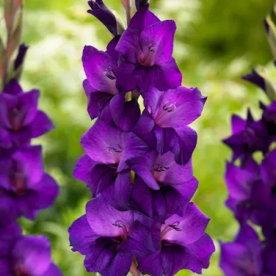 Гладіолус Purple Flora 50 шт/уп фото