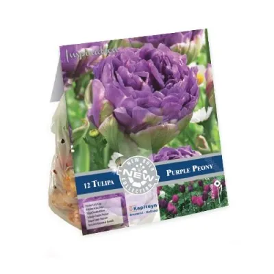 Тюльпан Purple Peony (Брендові цибулини KAPITEYN®) фото