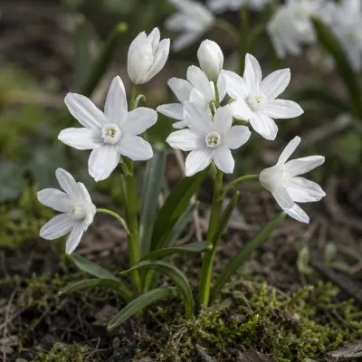Пушкінія Libanotica Alba фото