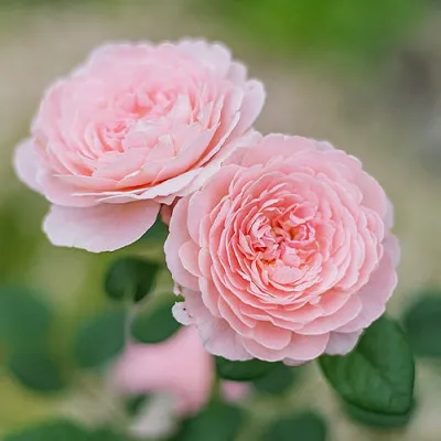Троянда Queen of Sweden фото