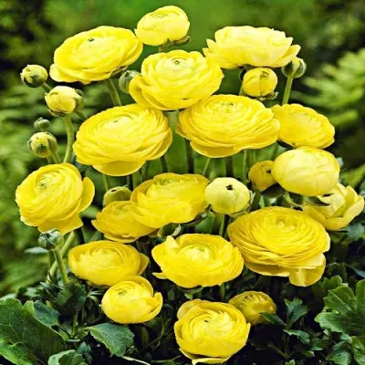 Ранункулюс (лютик) Aviv Yellow (Акційний) фото