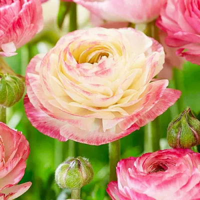 Ранункулюс (лютик) Picotee Pink фото