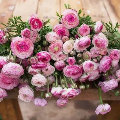 Ранункулюс (лютик) Picotee Roze фото