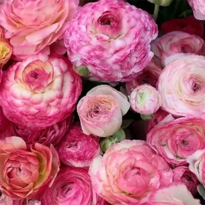 Ранункулюс (лютик) Picotee Roze фото