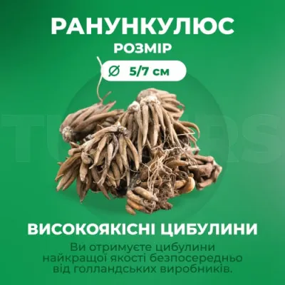 Ранункулюс (лютик) Flore Pleno фото