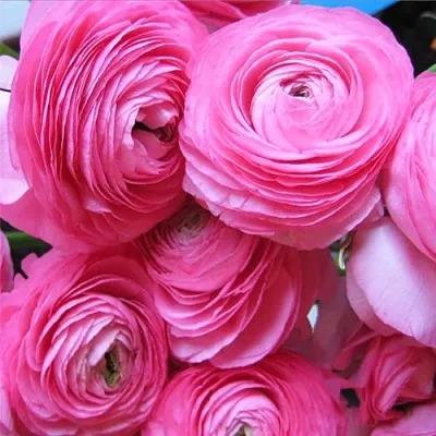 Ранункулюс (лютик) Aviv Rose 7/8 фото