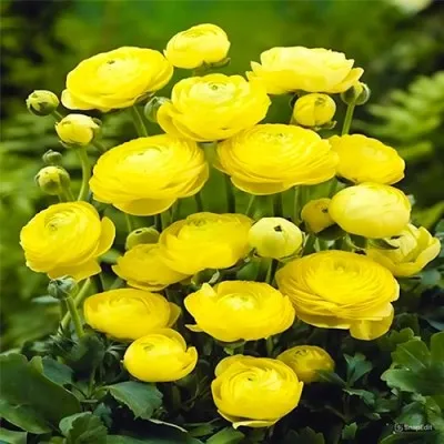 Набір ранункулюсів (лютиків) Aviv Yellow фото
