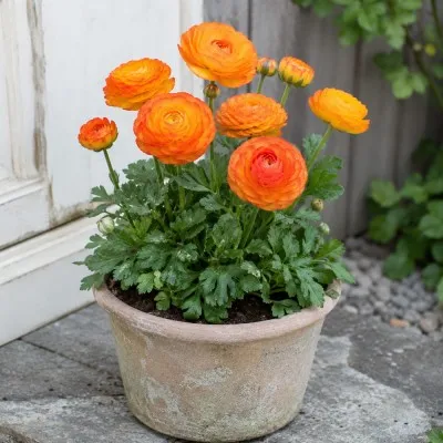 Ранункулюс (лютик) Picotee Orange фото