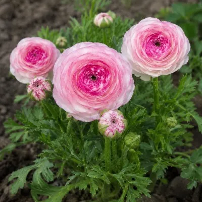 Ранункулюс (лютик) Picotee Roze фото
