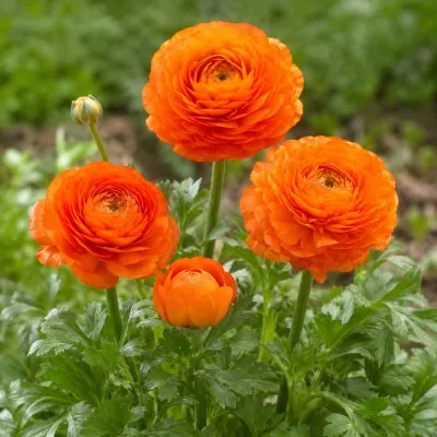 Ранункулюс Tomer Orange фото