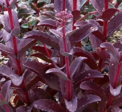 Седум Raspberry Truffle фото