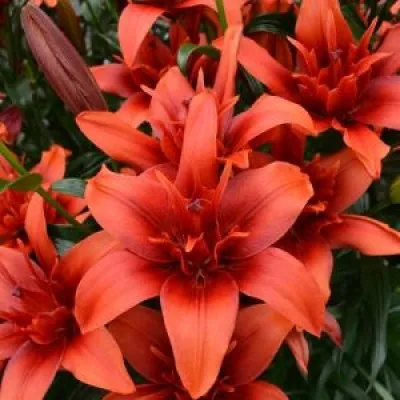 Лілія Red Flavour фото