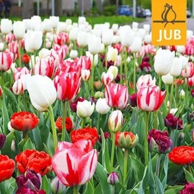 Мікс ландшафтний Red and White Art (Брендові цибулини Jub Holland) фото