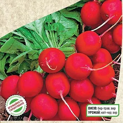 Редис Черрі фото