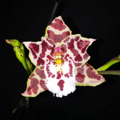 Орхідея Odontoglossum Zebra фото