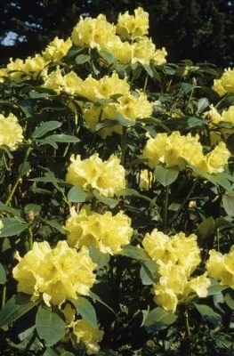 Рододендрон Beatrice Keir фото