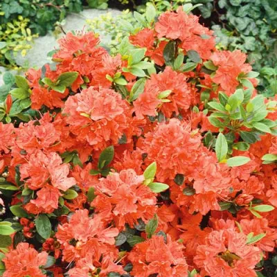 Рододендрон Geisha Orange фото