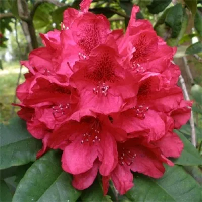 Рододендрон Lord Roberts фото