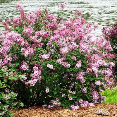 Бузок Pink Parfum фото