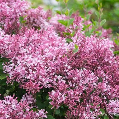 Бузок Pink Parfum фото