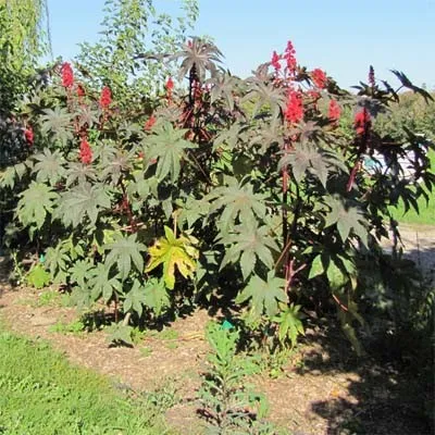 Рицина (Ricinus) фото