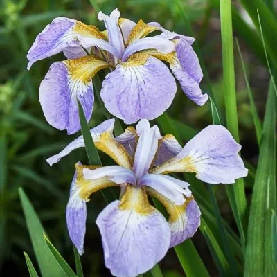 Ірис Siberica Rikugi Sakura фото