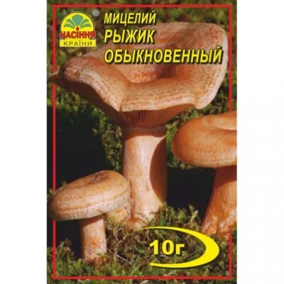 Рижик фото
